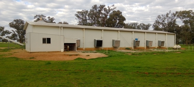 40 x 8m Fully environmentally controlled Chicken raring shed and Gear for Sale