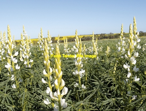 9mt Lupin Seed treated