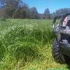 Ryegrass Silage . 100 Rolls
