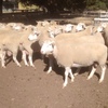 White Suffolk Rams For Sale