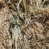 200mt Oaten Hay 600kg 8x4x3 Bales ex farm