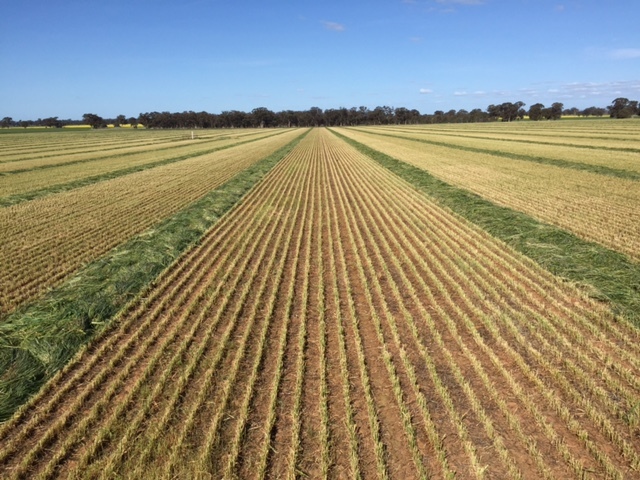 Fine Chopped and Baled Wheaten Silage