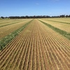 Fine Chopped and Baled Wheaten Silage