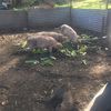 Pigs and Piglets