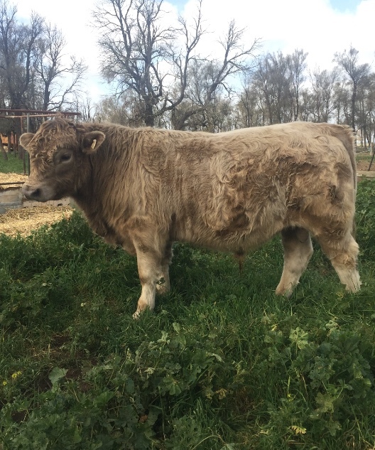 Murray Gray/Square Meater Yearling Bull
