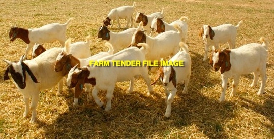 WANTED Goats