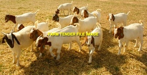 WANTED Goats