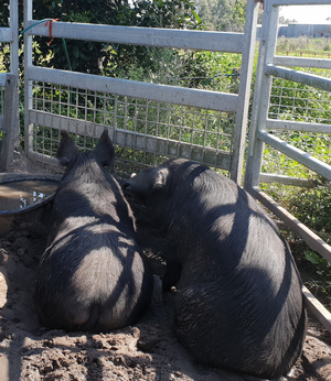Purebred Old English Black Breading Pair.