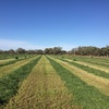 Organic Lucerne hay for sale
