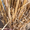 Windrowed Barley  Straw for sale in 8x4x3’s - been through stripper front