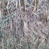 330 x 550Kg Bales of Wheaten Hay 8x4x3 Shedded