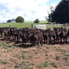 Wagyu Fresian Cross Calves