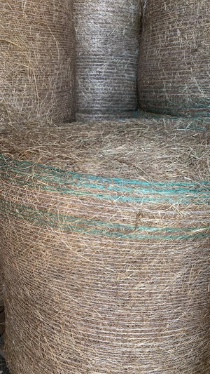 4X3 ROUNDS RHODES GRASS 