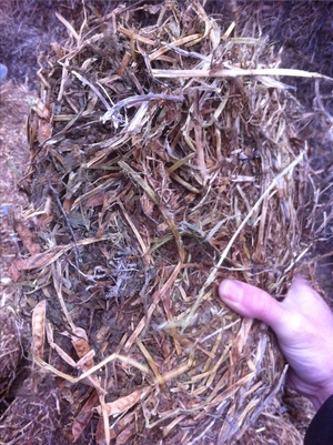 2 x Loads of Old Season Vetch Mixed Hay or Sale