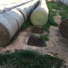 Lucerne Hay Round Bales