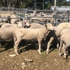 Merino Lambs/ Hoggets