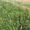 EOI Barley Hay 225ac super conditioned