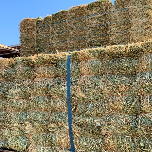 Premium quality RYE CLOVER small squares