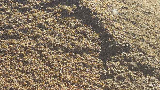 New Season Grape Marc Available 