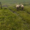 Rams Composite Poll Dorset X Border Leicester x 3