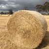 200 x Oaten & Rye 500kg Round Bales
