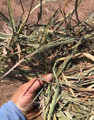 100 x 5x4 Rolls of Oaten Hay 565Kg's Ave Weight