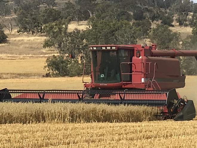 Bannister Oats Up to 80t 