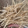 600tonne Quality Wheaten Straw