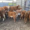 Hereford Cows with Shorthorn/Hereford Calves at Foot