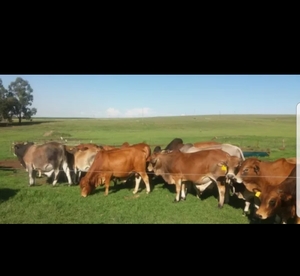 Boran Cattle For Sale Pure Bred and Registered