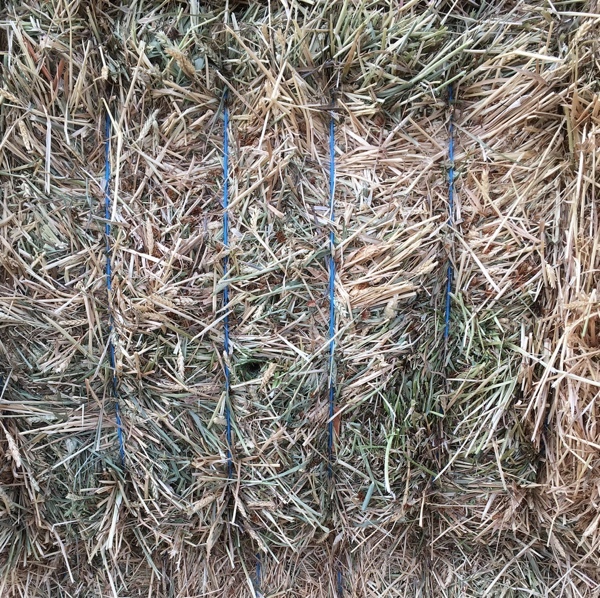 Wheaten Hay - 250 Bales