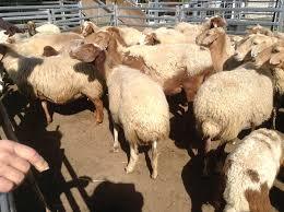  Awassi Dairy Sheep and pure breed fat tailed sheep