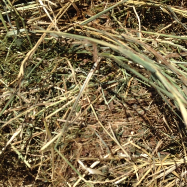 Pasture rolls
