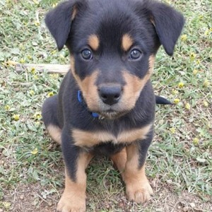 Kelpie pups