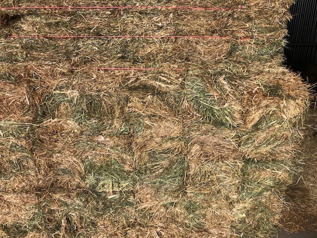 600 x Ryegrass Hay Small Square Bales