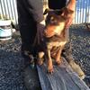 Kelpie Pup’s 