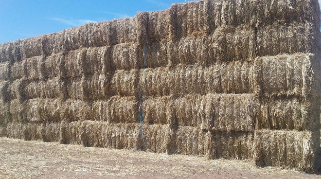 80mt Windrowed Wheaten Straw 8x4x3