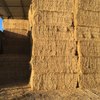 100 x Bales 3rd Cut Lucerne Hay For Sale - No rain 