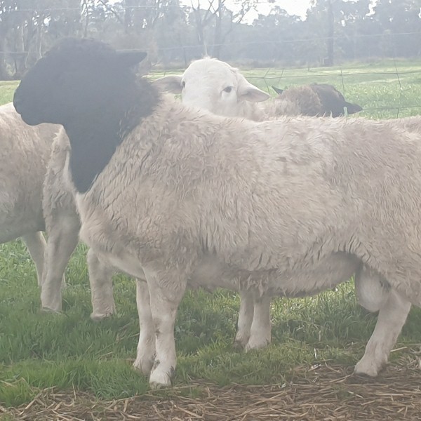 dorper rams available