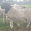 dorper rams available
