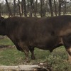 Murray Gray/Square Meater Yearling Bull