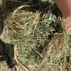 Oaten Hay 8x4x3 Bales