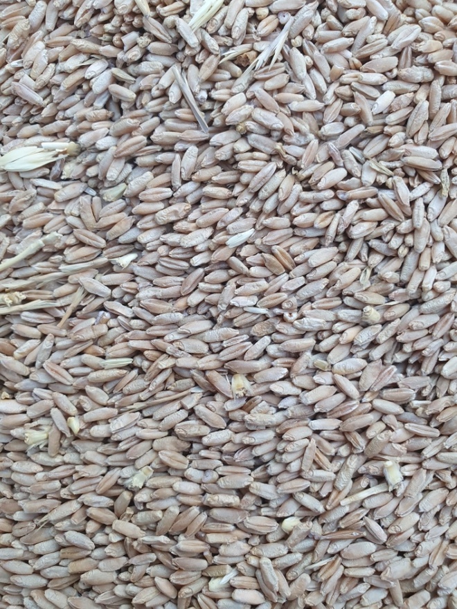 30mt Triticale Grain 