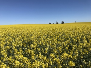 Canola Hay (new season)