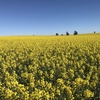 Canola Hay (new season)
