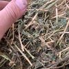 Lucerne Hay - 2nd Cut Irrigated