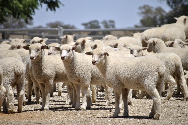 200 second cross lambs