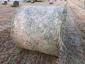 Oaten and rye hay