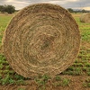 Lucerne/Clover/Rye Grass 5x4 round bales