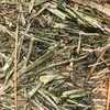 190mt Canola Hay 500kg 8x4x3 Bales
